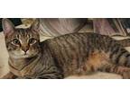 Adopt Bacon (FCID# 09/11/2023 - 6 Brandywine PS) C a Tabby