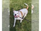 Boxador DOG FOR ADOPTION RGADN-1139686 - Leia (Addison) Barnwell - Boxer /