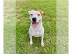 American Pit Bull Terrier Mix DOG FOR ADOPTION RGADN-1139695 - Robyn of