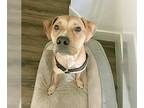 Black Mouth Cur-Labrador Retriever Mix DOG FOR ADOPTION RGADN-1139724 - Teddy -