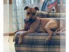 Boxer Mix DOG FOR ADOPTION RGADN-1139725 - Clover - Boxer / Terrier / Mixed
