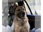 German Shepherd Dog Mix DOG FOR ADOPTION RGADN-1139728 - Canelo ("Diogee") -