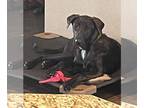 Labrador Retriever Mix DOG FOR ADOPTION RGADN-1139739 - Vixen - CO - TX -