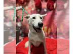 German Shepherd Dog-Huskies Mix DOG FOR ADOPTION RGADN-1139760 - Crystal -