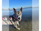 Huskies Mix DOG FOR ADOPTION RGADN-1139784 - Bessie - Husky / Mixed (medium