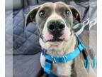 American Pit Bull Terrier Mix DOG FOR ADOPTION RGADN-1139819 - Tyler - American