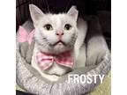 Adopt FROSTY a American Shorthair, Domestic Short Hair