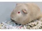 Adopt Jerry a Guinea Pig