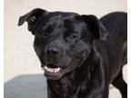 Adopt Ferdinand - IN FOSTER a Black Labrador Retriever, Mastiff