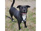 Adopt Bruno a Mixed Breed