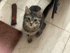 Adopt Riley a Tabby