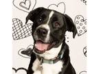 Adopt NEWTON (CELL DOG) a Collie