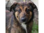 Adopt CJ a Australian Shepherd, German Shepherd Dog