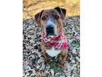 Adopt Bolt a Mastiff, Mixed Breed