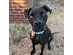 Adopt Baloo a Labrador Retriever, Boxer