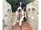 Adopt BANDIT a Border Collie, Great Pyrenees