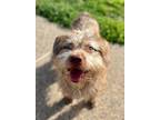 Adopt Mikey a Border Terrier, Schnauzer