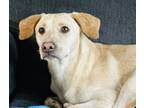 Adopt Mayo a Labrador Retriever