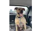 Adopt Bodhi a Labrador Retriever