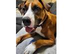 Adopt George a Boxer