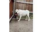 Adopt Theodore a Pit Bull Terrier