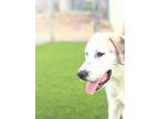 Adopt Wyatt a Retriever, Great Dane