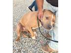Adopt Lincoln a Pit Bull Terrier