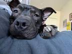 Adopt Pongo a American Staffordshire Terrier