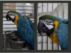 Adopt Greta and Toto a Macaw