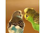 Adopt Parakeets a Parakeet (Other)