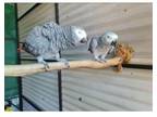 CYYU 3 African Grey Parrots Birds available
