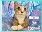 Adopt Mittens (FCID# 09/12/2023 - 43) C a Tabby