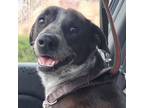 Adopt Daisy a Australian Cattle Dog / Blue Heeler