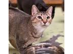 Adopt Carla a Tabby