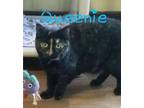 Adopt Queenie a Domestic Short Hair, Tortoiseshell