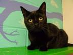 Adopt PEG a Domestic Short Hair