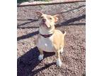 Adopt Morganna a Pit Bull Terrier, Mixed Breed