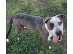 Adopt Astrid a Pit Bull Terrier