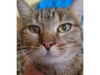 Adopt Adeline a Tabby, American Shorthair