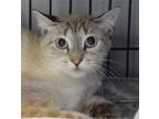 Adopt Amber a Siamese, Domestic Short Hair