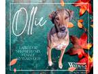 Adopt Ollie a German Shepherd Dog, Labrador Retriever