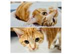 Adopt Lilly a Domestic Short Hair