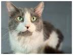 Adopt Lindsey a Tabby