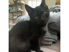 Adopt Elli a Domestic Short Hair