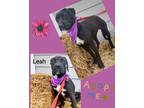 Adopt Leah a Great Dane