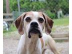 Adopt Gerty a Boxer