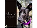 Adopt Abilene a Labrador Retriever