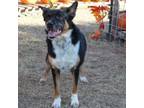 Adopt Mandy JoC* a Australian Cattle Dog / Blue Heeler, Mixed Breed