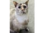 Adopt Purrcilla a Tan or Fawn Siamese / Domestic Shorthair / Mixed cat in