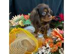 Cavalier King Charles Spaniel Puppy for sale in San Francisco, CA, USA